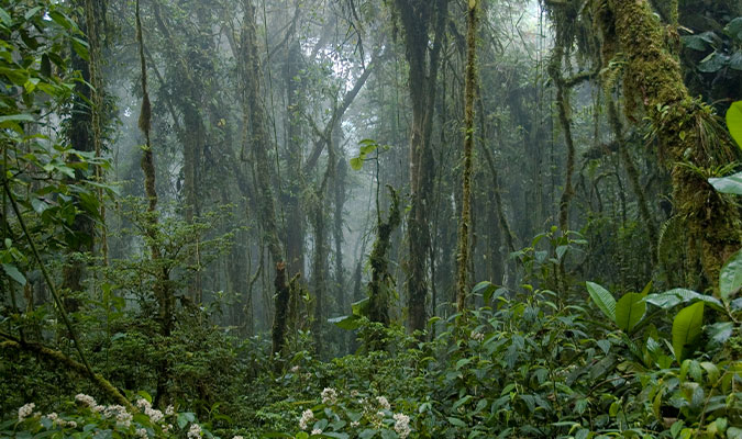 Monteverde Cloud Forest Reserve