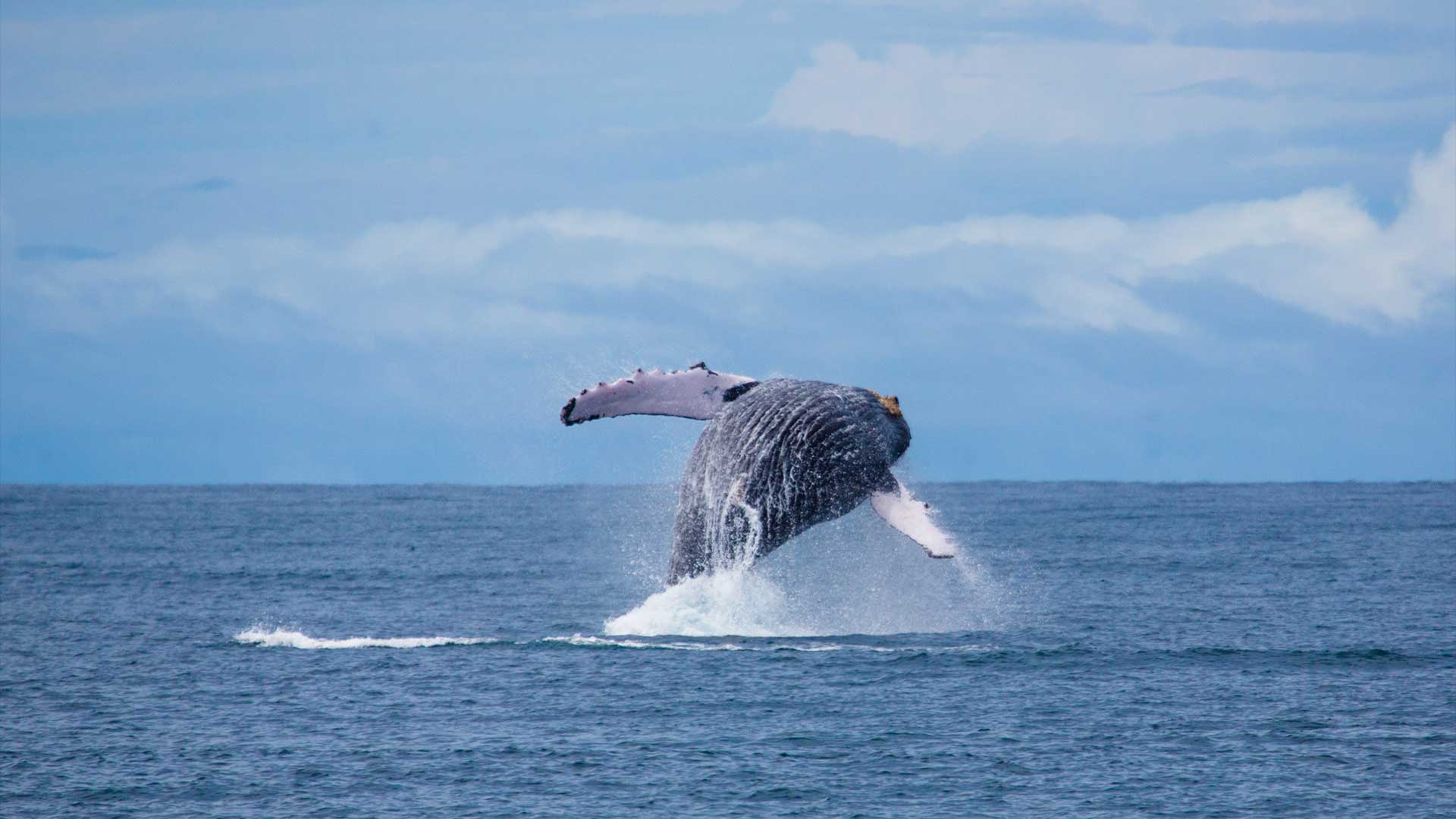 el remanso whale