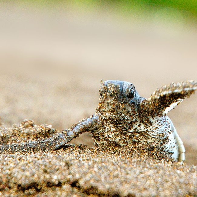 caribbean region baby turtle