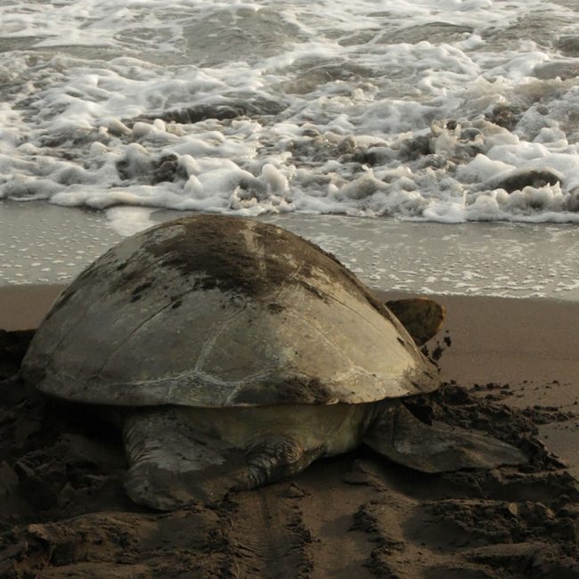 caribbean region turtle