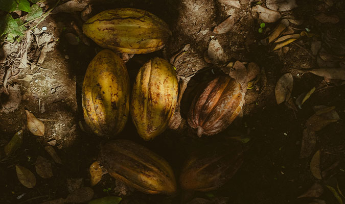 Cacao Pods