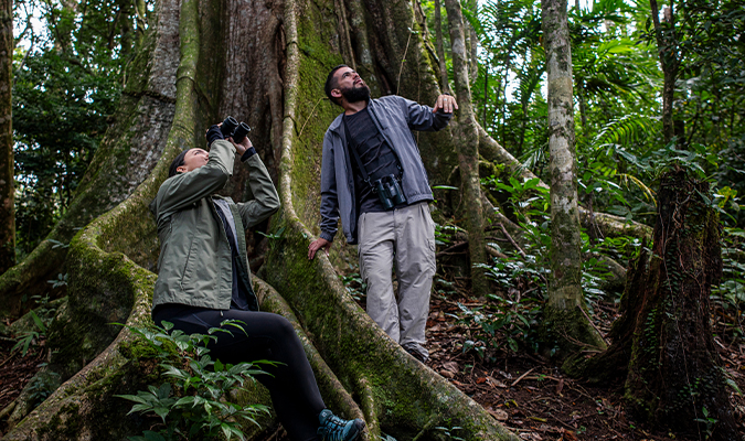 Senda Forest